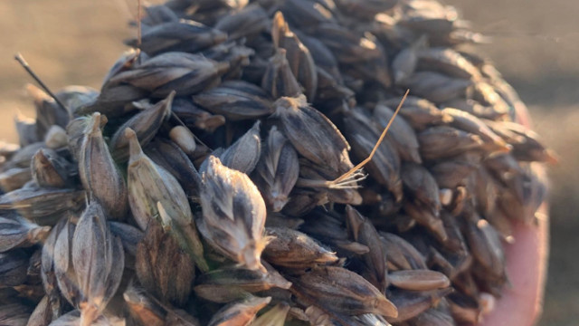 Neu bei uns: Brot aus dem Emmer-Urkorn